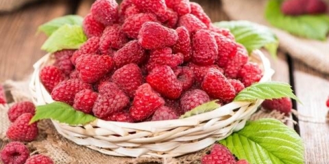 Kako hraniti popravne maline